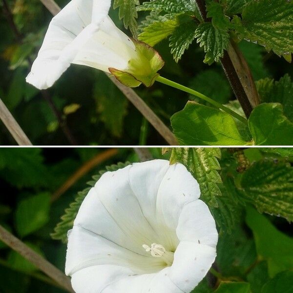 Convolvulus sepium Blomma