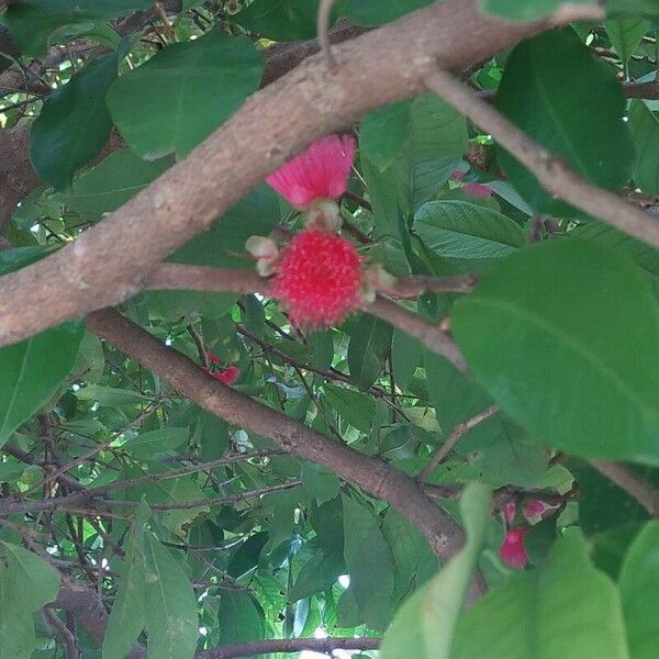 Syzygium malaccense Flower