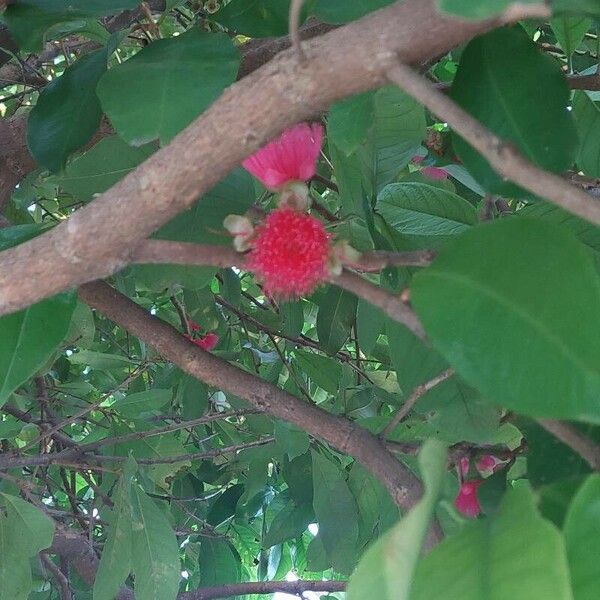 Syzygium malaccense Flor