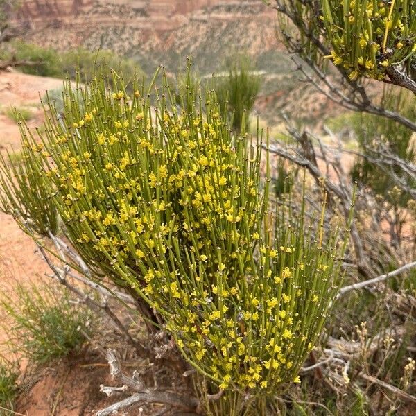 Ephedra viridis Flower