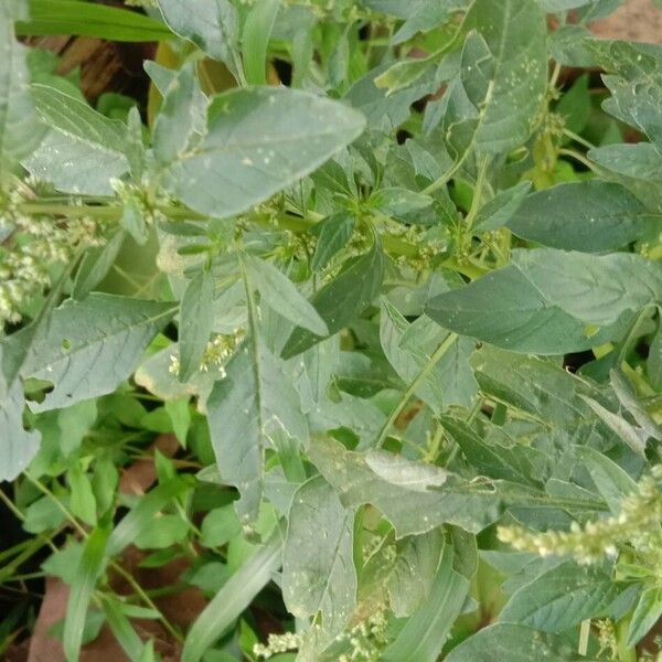 Amaranthus spinosus Fuelha