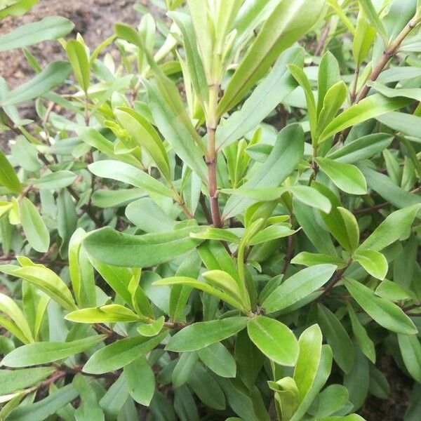 Veronica catenata Folha