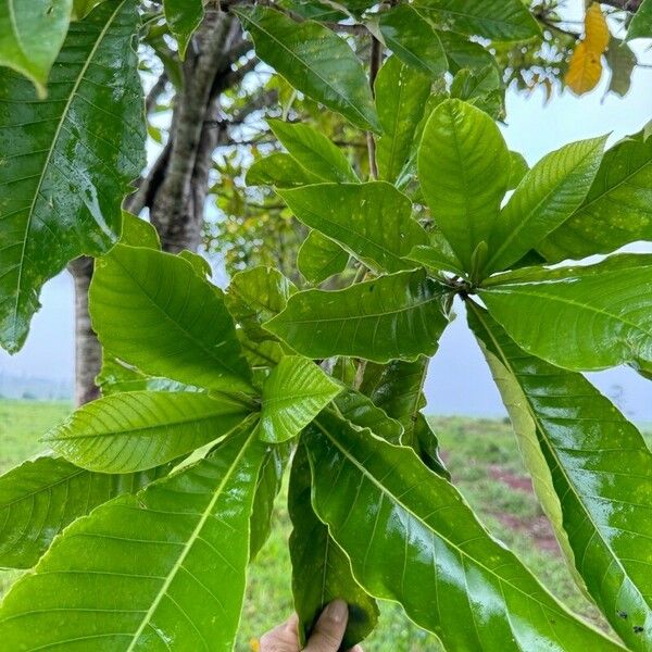 Genipa americana Leaf