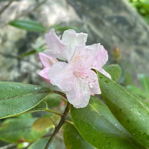 Rhododendron minus Květ