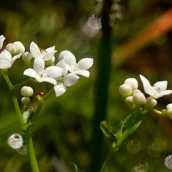 Galium palustre ফুল