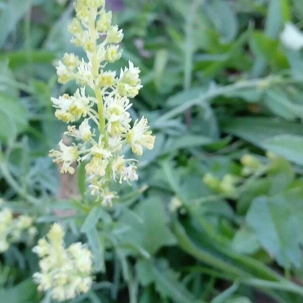 Reseda lutea Kvet