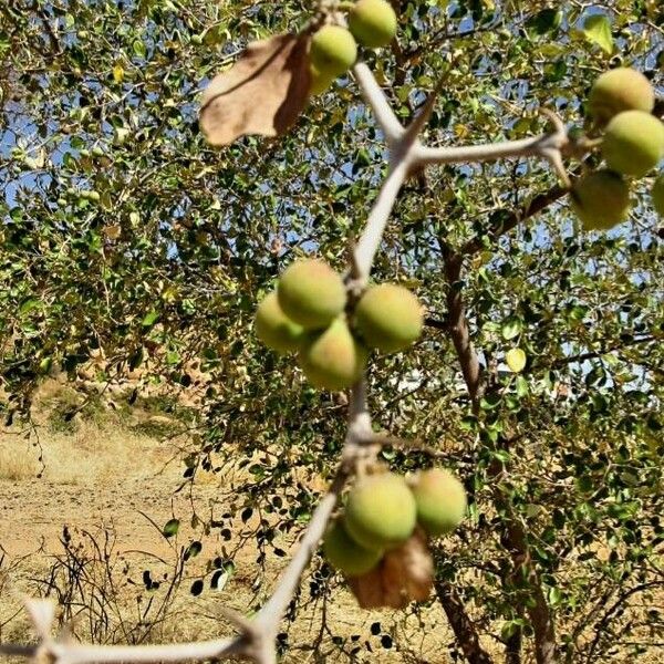 Ziziphus lotus Fruto