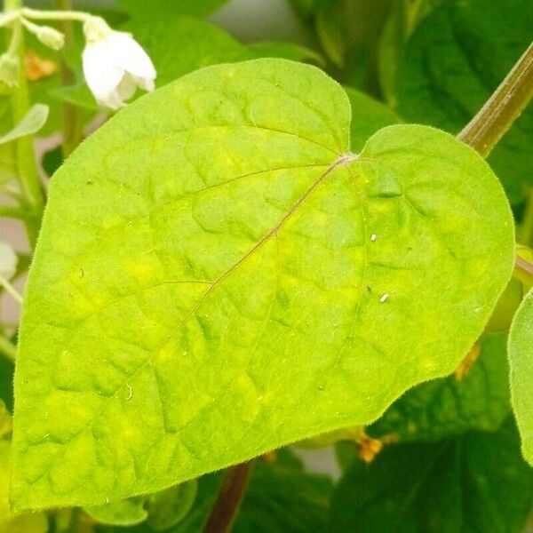 Physalis peruviana पत्ता