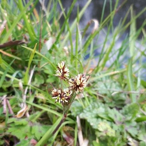 Luzula campestris Flor