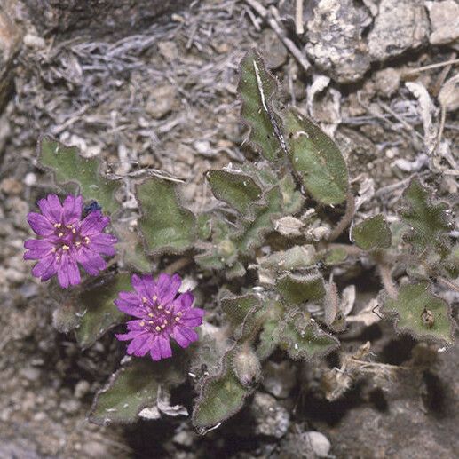 Allionia incarnata Habitat