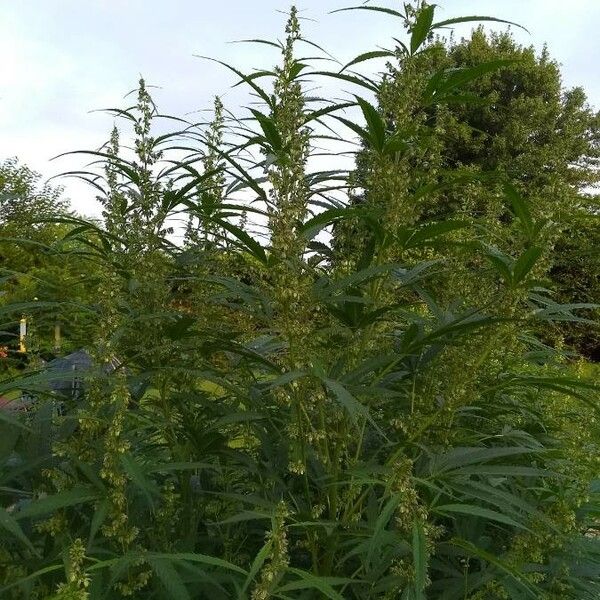 Cannabis sativa Květ