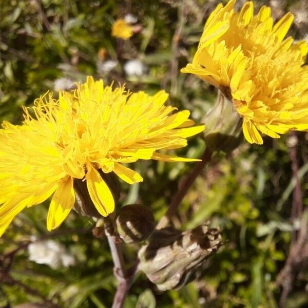 Sonchus maritimus പുഷ്പം