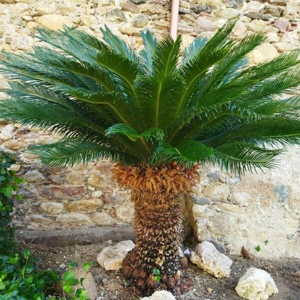 Cycas revoluta Φύλλο