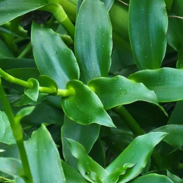 Tripogandra diuretica Leaf