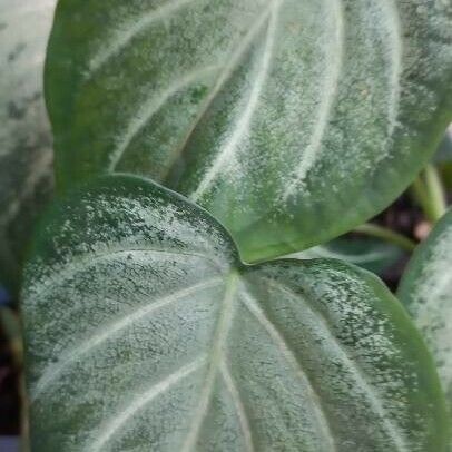 Peperomia maculosa Frunză