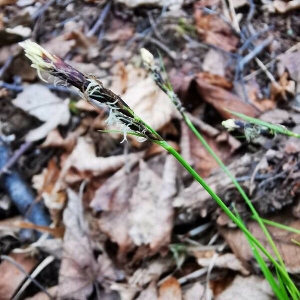 Carex montana Flor