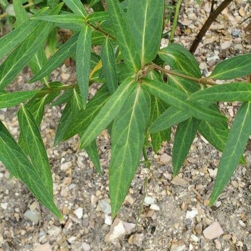 Asclepias incarnata Lapas