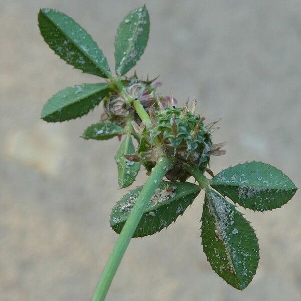 Trifolium glomeratum List