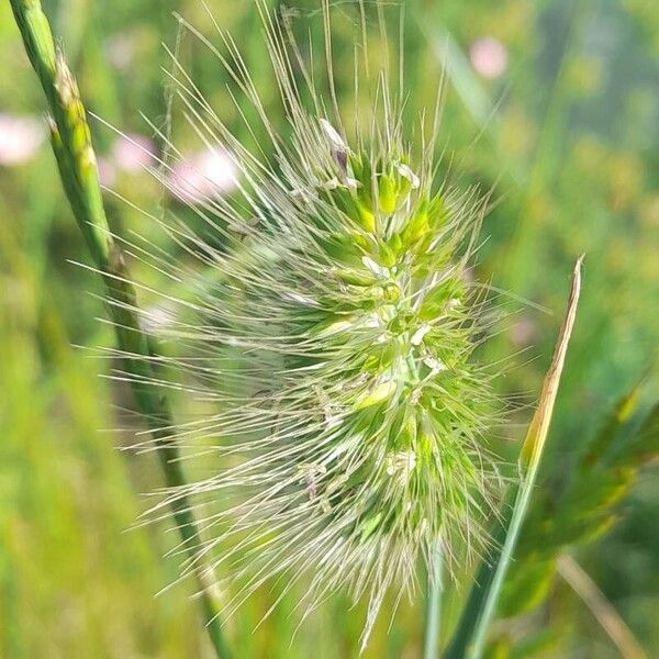 Cynosurus echinatus Flors