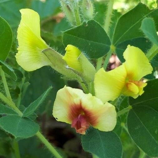 Chamaecytisus hirsutus Kwiat