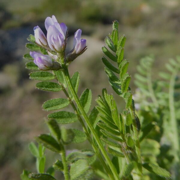 Astragalus pelecinus Blomma