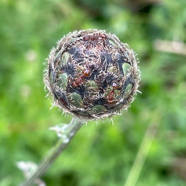 Centaurea scabiosa Blomst