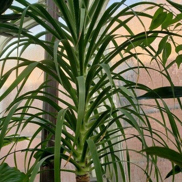 Dracaena ellenbeckiana Vekstform