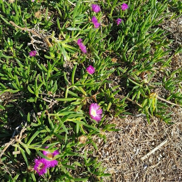 Carpobrotus glaucescens Lapas