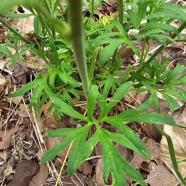 Delphinium carolinianum Leaf