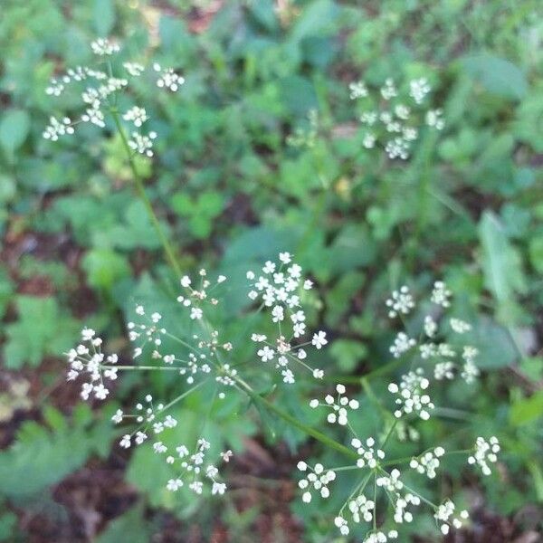 Pimpinella major Flower