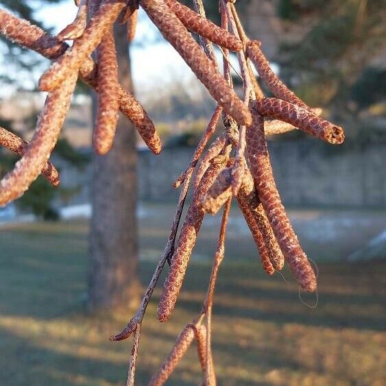 Betula pubescens Фрукт