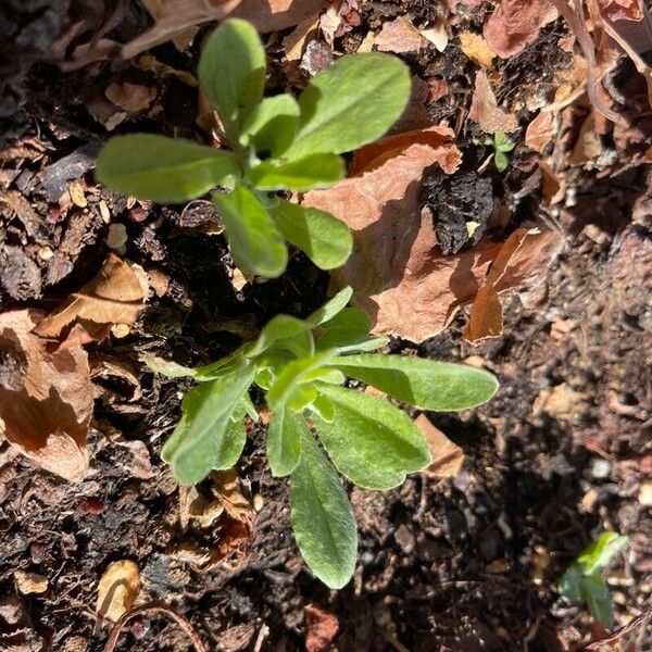 Gamochaeta purpurea Leaf