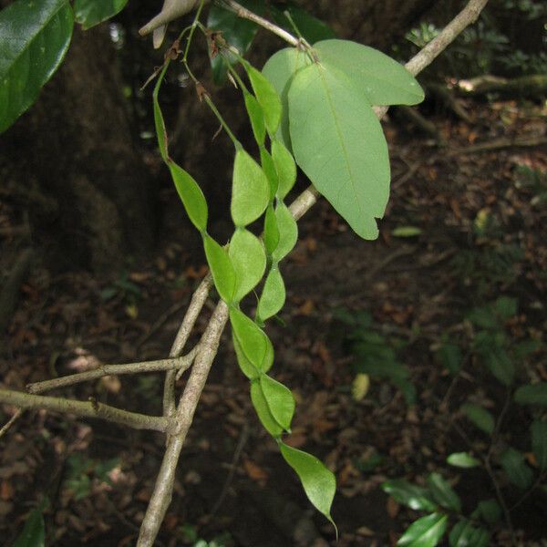 Arthroclianthus macrobotryosus Habit