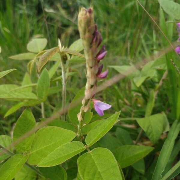 Desmodium intortum 花