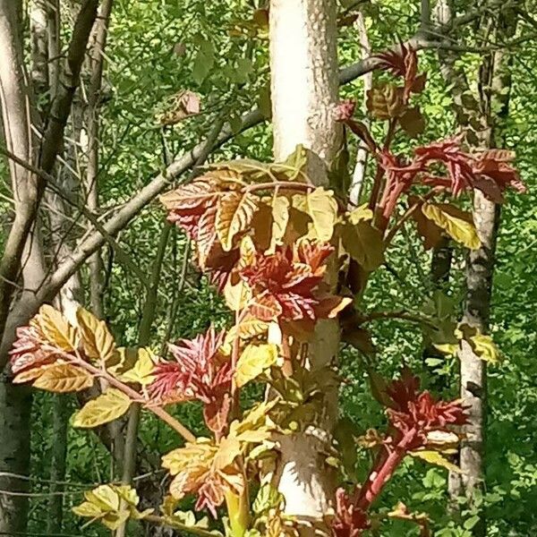 Acer rubrum Листок