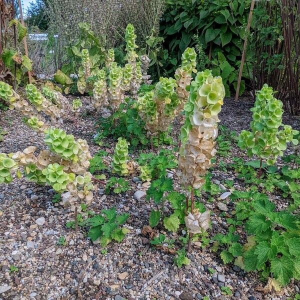 Moluccella laevis Habit