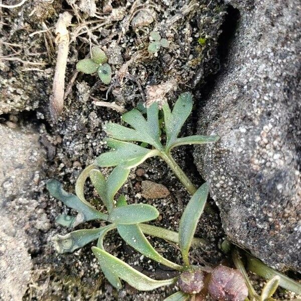 Ranunculus glaberrimus Lehti
