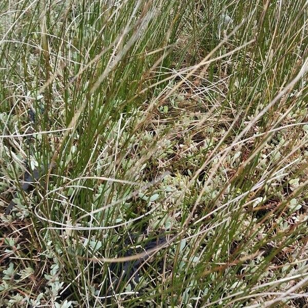 Juncus maritimus Leaf