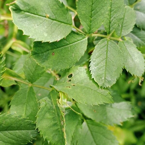 Rosa arvensis Φύλλο