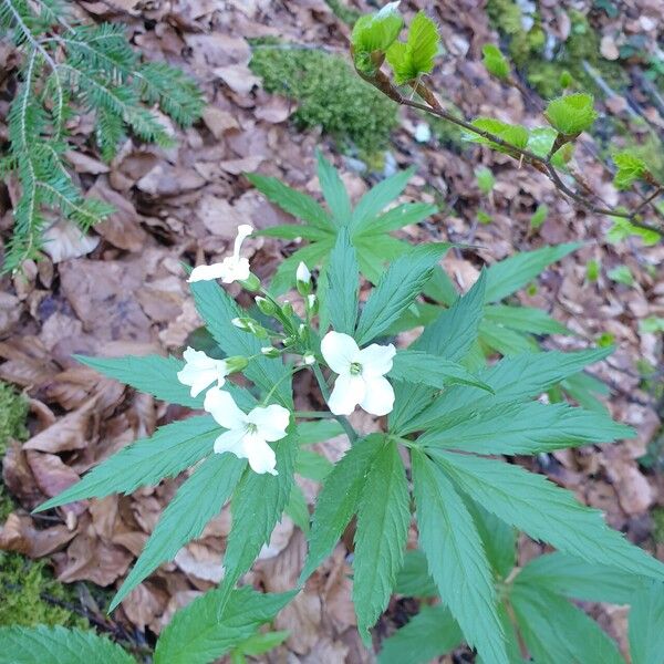 Cardamine heptaphylla Cvet