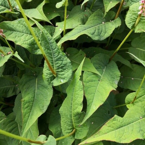 Persicaria amplexicaulis Leaf