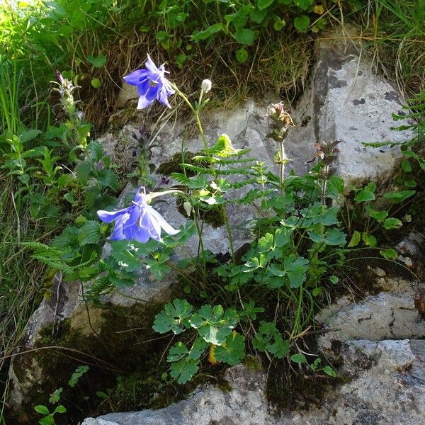 Aquilegia pyrenaica Elinympäristö