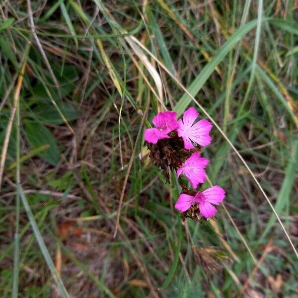 Dianthus carthusianorum Flor