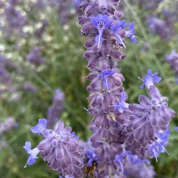 Perovskia atriplicifolia Квітка