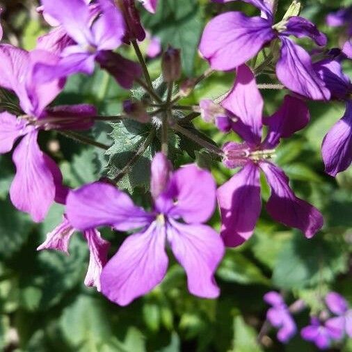 Lunaria annua Õis