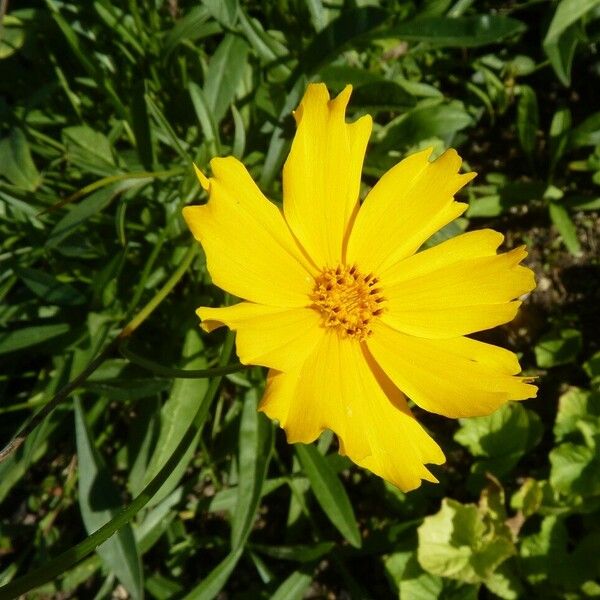 Coreopsis lanceolata Flower