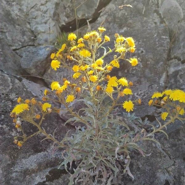 Andryala glandulosa Flower