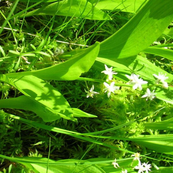 Maianthemum trifolium Blodyn