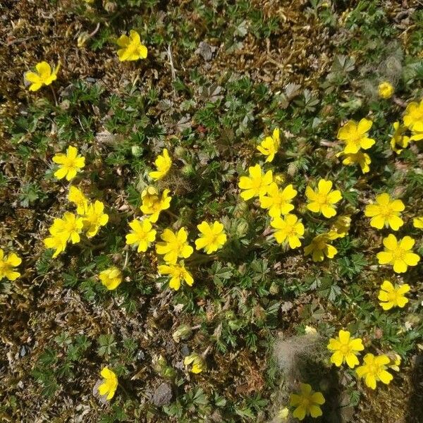 Potentilla tabernaemontani Cvet