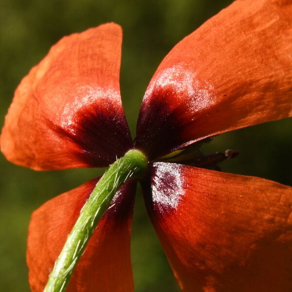 Papaver argemone Цветок